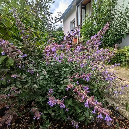Fewo Am Lewerberg Liebenburg Buitenkant foto