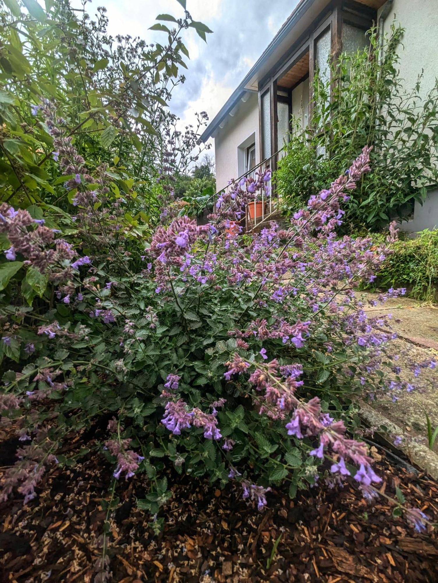 Am Lewerberg * Liebenburg